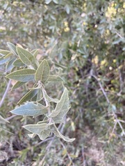 Quercus peninsularis