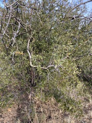Quercus peninsularis