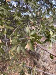 Quercus peninsularis