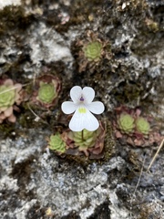 Pinguicula gracilis