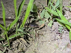 Stegonotus australis