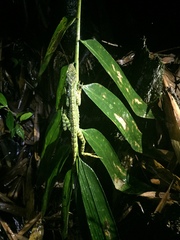 Anolis aequatorialis