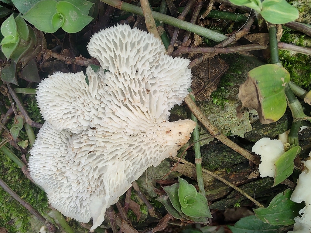 Favolus brasiliensis · November 2025 · photo: © caja-manga (iNaturalist, cc-by)
