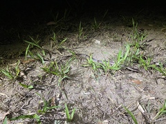 Stegonotus australis