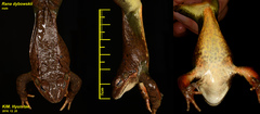 Rana dybowskii