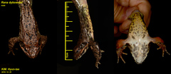 Rana dybowskii