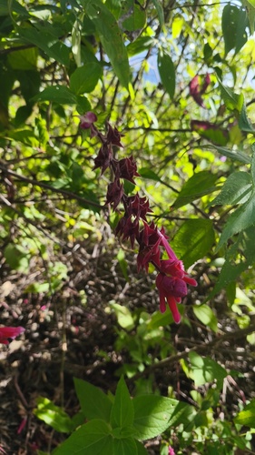 Roseleaf Sage (Salvia involucrata)