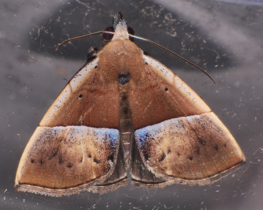 Hypena gypsospila