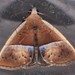Hypena gypsospila - Photo (c) Alison Pearson, some rights reserved (CC BY-NC), uploaded by Alison Pearson