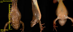 Rana huanrensis