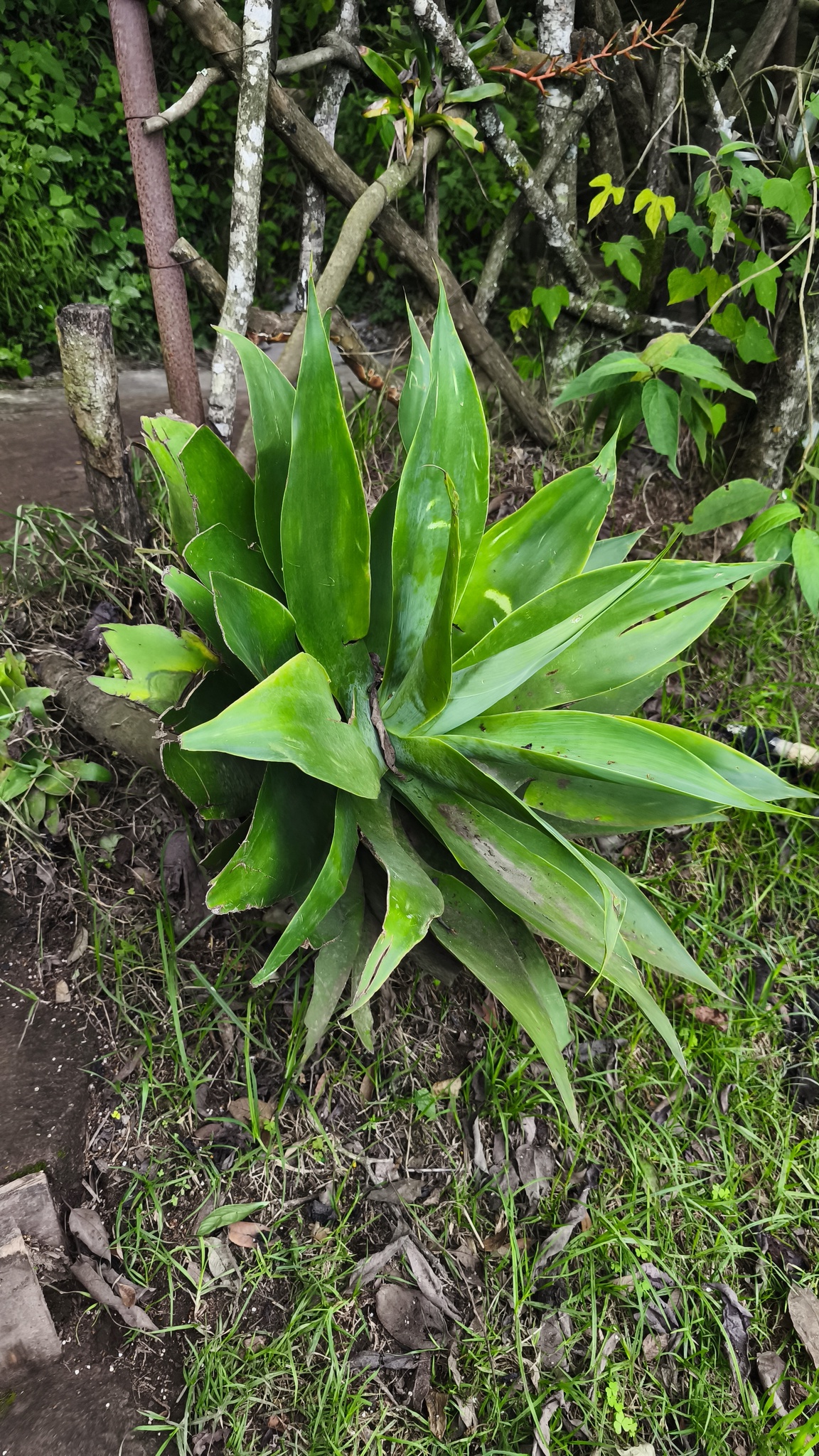 Imagem de Agave-dragão