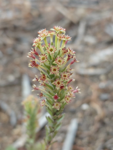 Dense Capespray (Struthiola mundii)