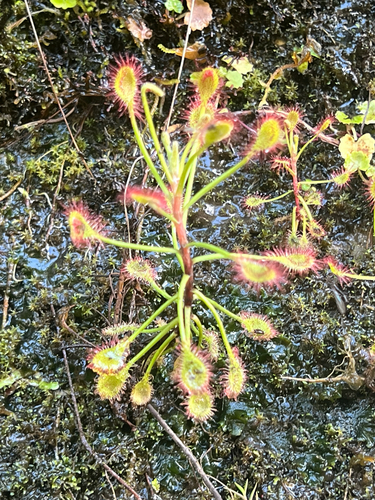 Madagascar Sundew (Drosera madagascariensis)