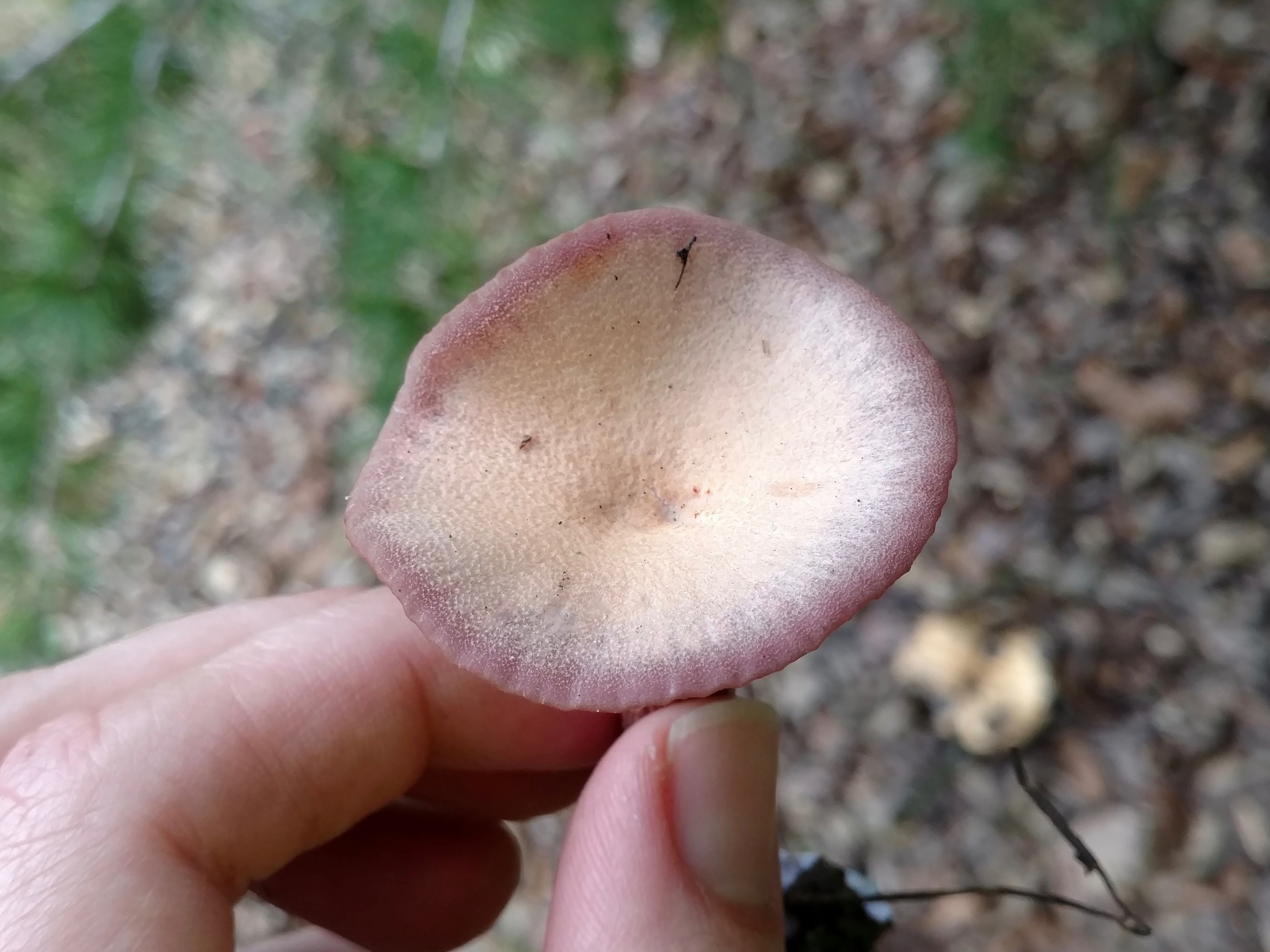 Laccaria amethysteo-occidentalis image