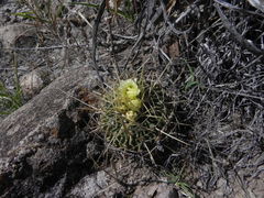 Echinofossulocactus sulphureus
