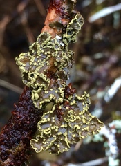 Pseudocyphellaria citrina