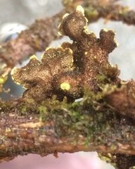 Pseudocyphellaria citrina