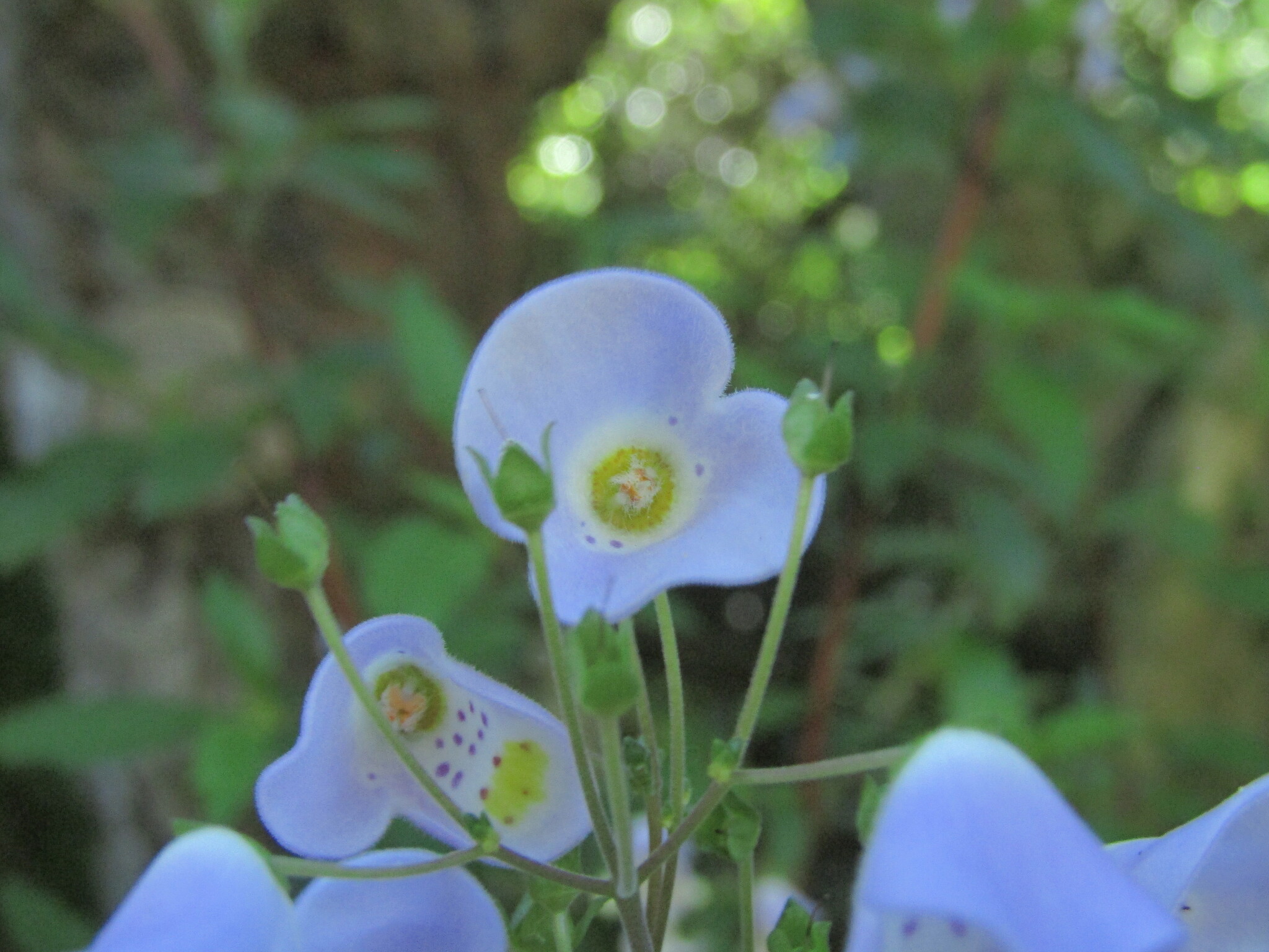 Jovellana violacea