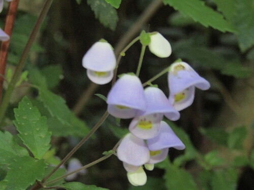 Jovellana violacea, photograph 3
