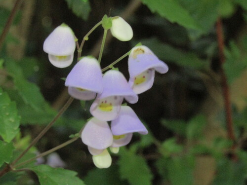 Jovellana violacea, photograph 4
