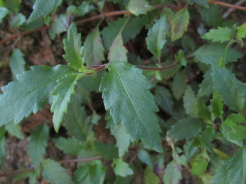 Jovellana violacea, photograph 2