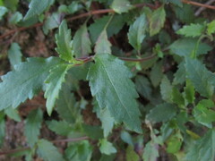 Jovellana violacea, photograph (c) Bruno Avilez, some rights reserved (CC BY)