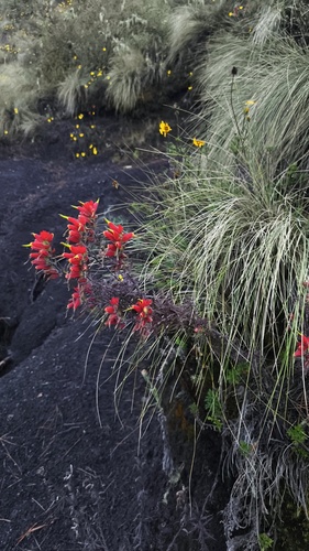 Castilleja pectinata (Castilleja pectinata)
