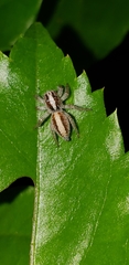 Megafreya sutrix