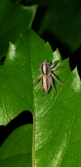 Megafreya sutrix