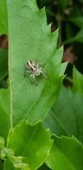 Megafreya sutrix