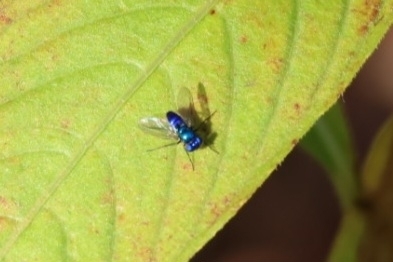 Unknown species found near New Smyrna Beach, FL, USA