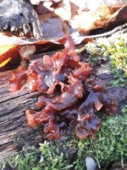 Phaeotremella foliacea