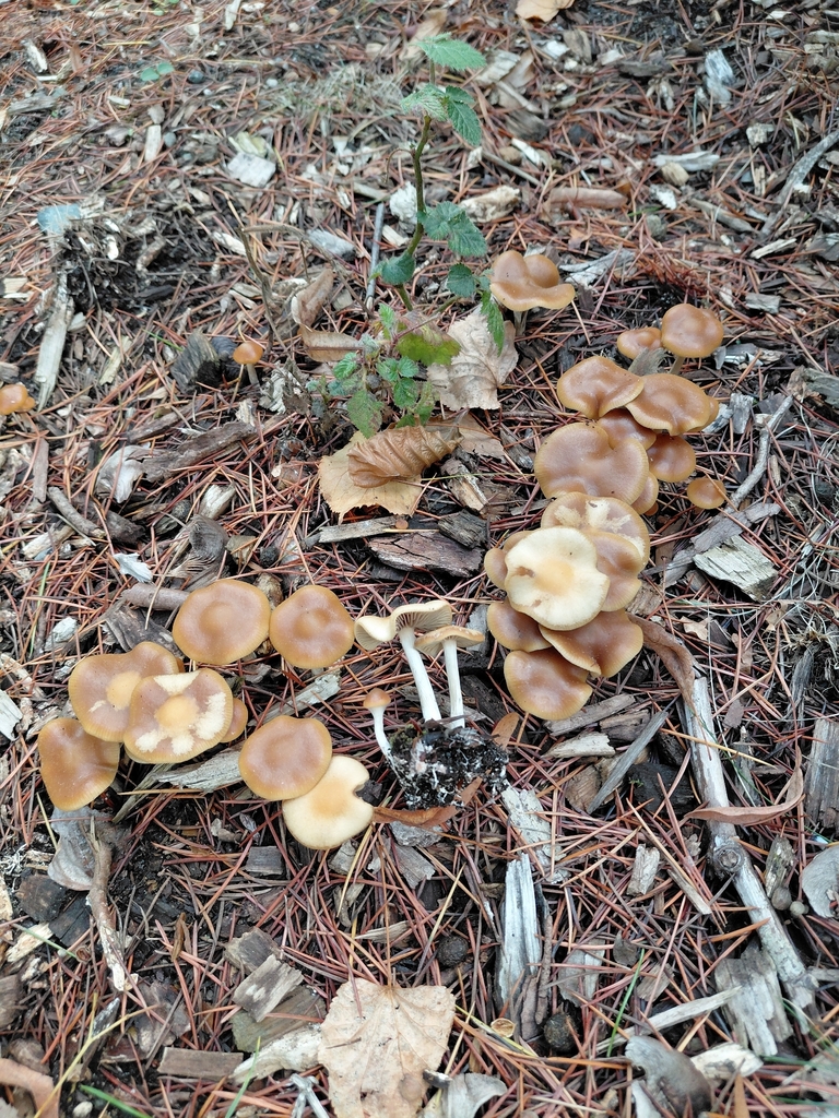 Psilocybe cyanescens · November 2025 · photo: © fletchermoore (iNaturalist, cc-by)