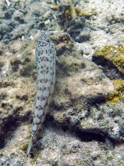 Parapercis clathrata