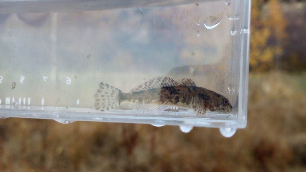 Slender sculpin (Cottus tenuis) — Cottidae