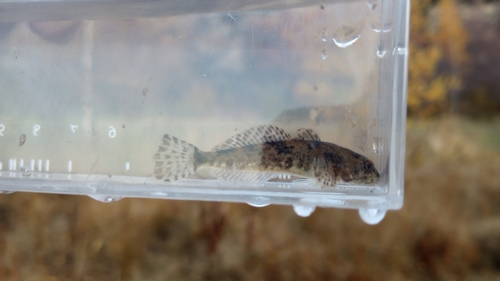 Slender sculpin (Cottus tenuis) — Cottidae