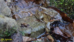 Rana dybowskii
