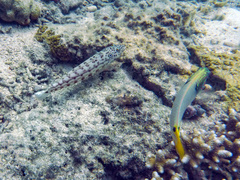 Parapercis clathrata
