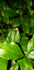Araneus
