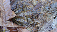 Rana dybowskii
