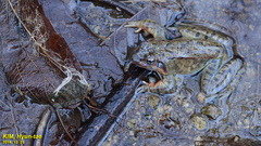 Rana dybowskii