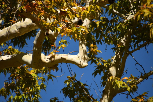 California Sycamore fruiting