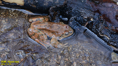 Rana huanrensis