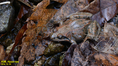 Rana taihangensis