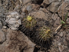 Echinofossulocactus sulphureus