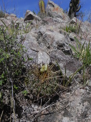 Echinofossulocactus sulphureus