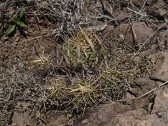 Echinofossulocactus sulphureus