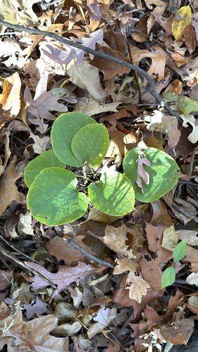 Smilax ecirrhata, photograph 6