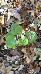 Smilax ecirrhata, photograph (c) Ken D., some rights reserved (CC BY)