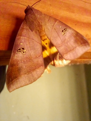 Yellow Underwing